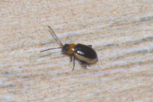Réf. 247 234 : Longitarsus dorsalis